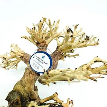 THATUWOOD Bonsai Driftwood Aquarium Tree (8in H x 6in L), Handcrafted Fish Tank Decoration | Easy to Install Driftwood Bonsai for Fish Tank | Decor Aquascape Wood (Bonsai Tree On Rocks)