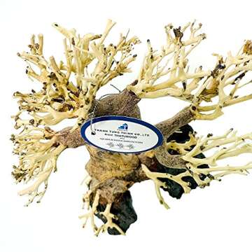 THATUWOOD Bonsai Driftwood Aquarium Tree (8in H x 6in L), Handcrafted Fish Tank Decoration | Easy to Install Driftwood Bonsai for Fish Tank | Decor Aquascape Wood (Bonsai Tree On Rocks)