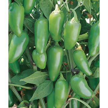 Burpee Jalapeno Early Organic Hot Pepper Seeds | 125 Non-GMO Jalapeno Pepper Garden Seeds for Planting | Heirloom Jalapeno Pepper Variety | Certified Organic Vegetable Seeds for Home Garden