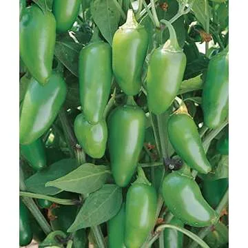 Burpee Jalapeno Early Organic Hot Pepper Seeds | 125 Non-GMO Jalapeno Pepper Garden Seeds for Planting | Heirloom Jalapeno Pepper Variety | Certified Organic Vegetable Seeds for Home Garden