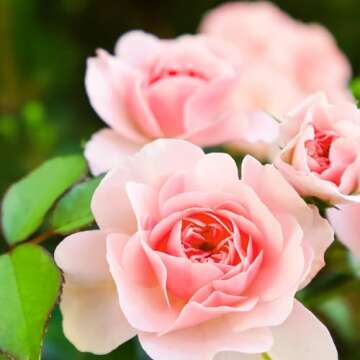 Herbal Essences Rose Hips Shampoo for Smooth Shine