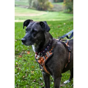 Noble Bells - Loud Handcrafted Collar Bell for Pets