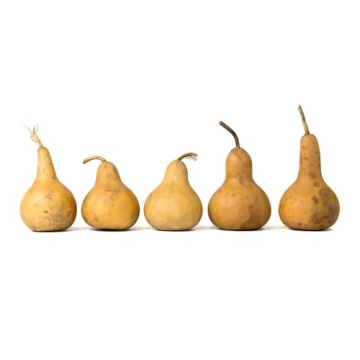 Box of 5 Dried Martin Gourds for Crafting and Decorating