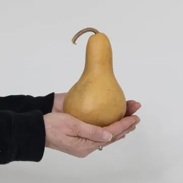 Box of 5 Dried Martin Gourds for Crafting and Decorating