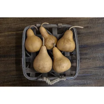 Box of 5 Dried Martin Gourds for Crafting and Decorating