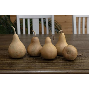 Box of 5 Dried Martin Gourds for Crafting and Decorating