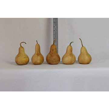 Box of 5 Dried Martin Gourds for Crafting and Decorating
