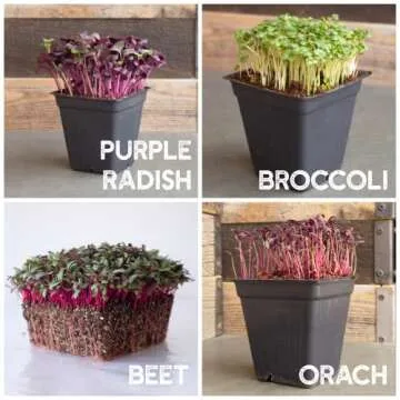 12 Variety Pack Microgreens Seeds Kit - Broccoli Seeds for Sprouting Plus Purple Radish Seeds, Beet, Sunflower Microgreens Seeds, Peas, Shiso, Cilantro, Beet, Pak Choi, Korean Shiso, Cress & More