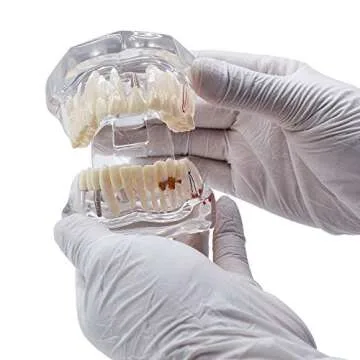 Transparent Adult Tooth Study Model for Dental Education