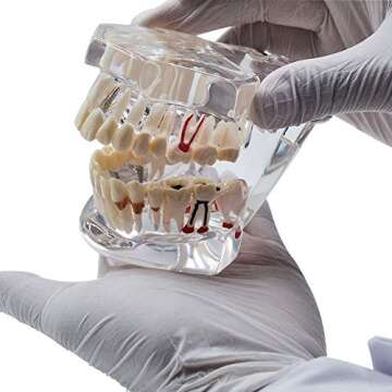 Transparent Adult Tooth Study Model for Dental Education