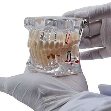 Transparent Adult Tooth Study Model for Dental Education