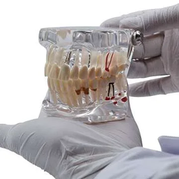 Transparent Adult Tooth Study Model for Dental Education