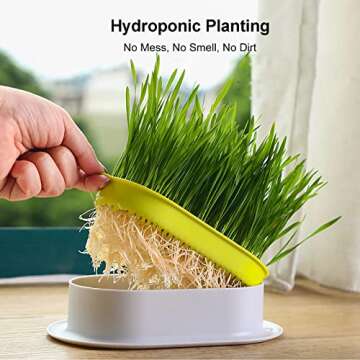 YUMINGUHC 3Pcs Cat Grass Planter (No Seeds Included) Wheatgrass Planting Trays Hydroponic Cat Grass ...
