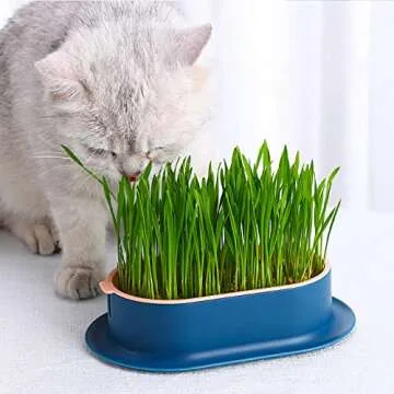 YUMINGUHC 3Pcs Cat Grass Planter (No Seeds Included) Wheatgrass Planting Trays Hydroponic Cat Grass Growing Kits for Indoor Cats Soilless Organic Nursery Box Pet Grass Pot (H)