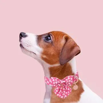 UP URARA PUP Valentine’s Day Dog Collar with Bow Tie