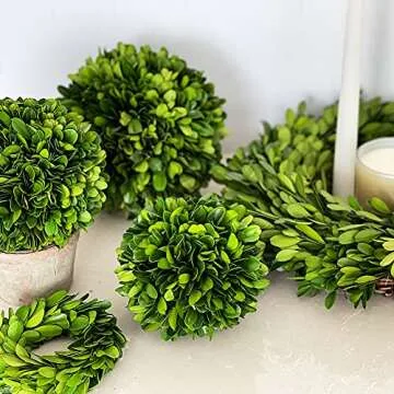 BoxwoodWorld 5" Preserved Topiary Ball for Home Decor