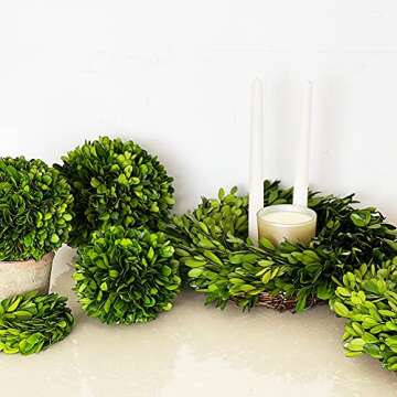 BoxwoodWorld 5" Preserved Topiary Ball for Home Decor