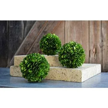 BoxwoodWorld 5" Preserved Topiary Ball for Home Decor
