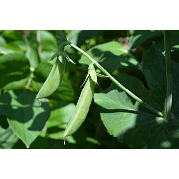 Sugar Ann Snap Pea Garden Seeds, 50+ Heirloom Seeds Per Packet, (Isla's Garden Seeds), Non GMO Seeds, Botanical Name: Pisum sativum