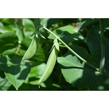 Sugar Ann Snap Pea Garden Seeds, 50+ Heirloom Seeds Per Packet, (Isla's Garden Seeds), Non GMO Seeds, Botanical Name: Pisum sativum