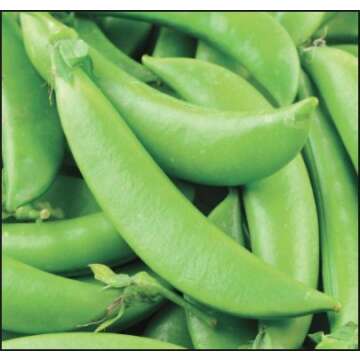 Sugar Ann Snap Pea Garden Seeds, 50+ Heirloom Seeds Per Packet, (Isla's Garden Seeds), Non GMO Seeds, Botanical Name: Pisum sativum