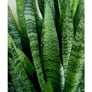 American Plant Exchange Green Sansevieria Trifasciata Zeylanica Live Plant, 6" Pot