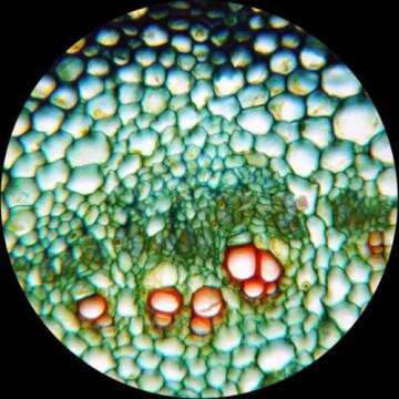 AmScope PS25 Prepared Microscope Slide Set for Basic Biological Science Education, 25 Slides, Includes Fitted Wooden Case Brown