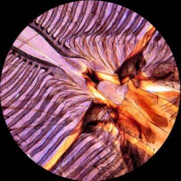 AmScope PS25 Prepared Microscope Slide Set for Basic Biological Science Education, 25 Slides, Includes Fitted Wooden Case Brown