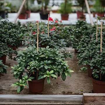 GAGINANG Plant Stakes Natural Garden Bamboo Sticks for Indoor and Outdoor, 20pcs for Tomatoes, Beans, Potted Plants - 18 inches