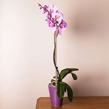 GAGINANG Plant Stakes Natural Garden Bamboo Sticks for Indoor and Outdoor, 20pcs for Tomatoes, Beans, Potted Plants - 18 inches