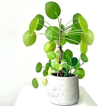 GAGINANG Plant Stakes Natural Garden Bamboo Sticks for Indoor and Outdoor, 20pcs for Tomatoes, Beans, Potted Plants - 18 inches