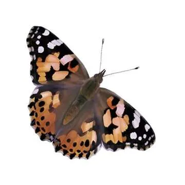 Insect Lore Butterfly Pavilion with Live Caterpillars Kit