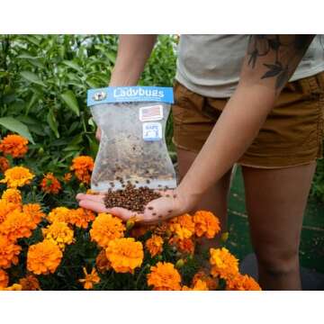 3000 Live Ladybugs - (2 X 1500 Live Ladybugs) - Guaranteed Live Delivery!