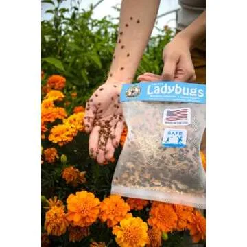 3000 Live Ladybugs - (2 X 1500 Live Ladybugs) - Guaranteed Live Delivery!