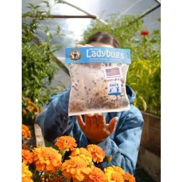 3000 Live Ladybugs - (2 X 1500 Live Ladybugs) - Guaranteed Live Delivery!