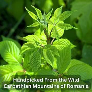 Wild Bliss Organic Raspberry Leaf Tea for Pregnancy Support