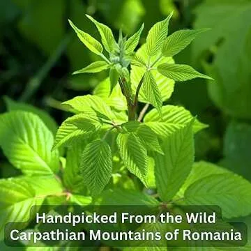 Wild Bliss Organic Raspberry Leaf Tea for Pregnancy Support