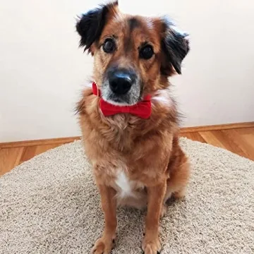 Stylish PETDURO Custom Dog Collar with Engraved Metal Buckle