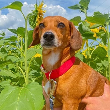 Stylish PETDURO Custom Dog Collar with Engraved Metal Buckle