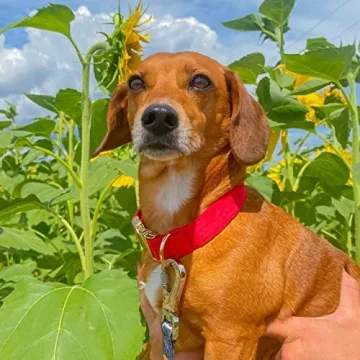 Stylish PETDURO Custom Dog Collar with Engraved Metal Buckle