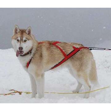 Neewa Pro Sled Dog Harness in XXX-Large Red