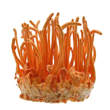 Root Mushroom Farm - Mushroom Growing Kit for Cordyceps Militaris