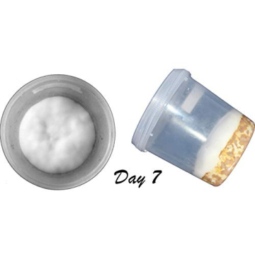 Mushroom Growing Kit for All Ages - Root Mushroom Farm