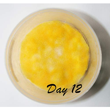 Mushroom Growing Kit for All Ages - Root Mushroom Farm