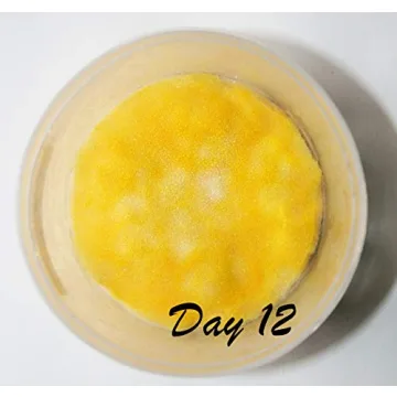 Mushroom Growing Kit for All Ages - Root Mushroom Farm