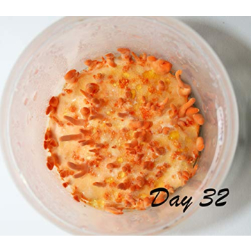 Mushroom Growing Kit for All Ages - Root Mushroom Farm