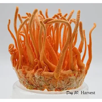 Mushroom Growing Kit for All Ages - Root Mushroom Farm