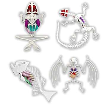 Dissect-It Kit for Kids, Synthetic Dissection Kids Science Kit to Learn Animal Science, Biology, STEM Toys for 6 Year Old and Above