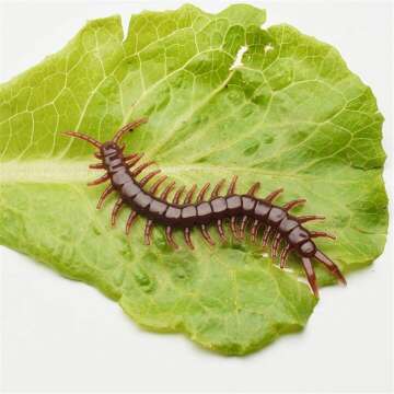 Realistic 20pcs Fake Insects Set for Pranks