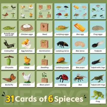 Aprilwolf Life Cycle Kit Montessori for Kids 3+ Educational Play